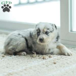 Lyla, Australian Shepherd Puppy
