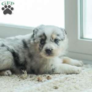 Lyla, Australian Shepherd Puppy