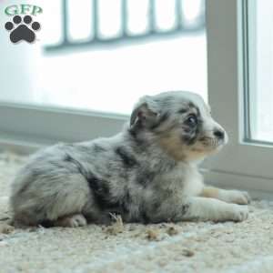 Lyla, Australian Shepherd Puppy