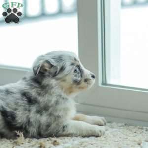 Lyla, Australian Shepherd Puppy