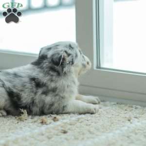 Lyla, Australian Shepherd Puppy