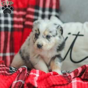 Lyla, Australian Shepherd Puppy