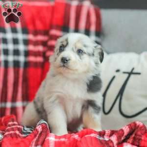 Lyla, Australian Shepherd Puppy