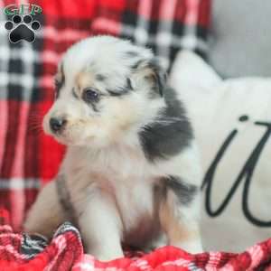 Lyla, Australian Shepherd Puppy
