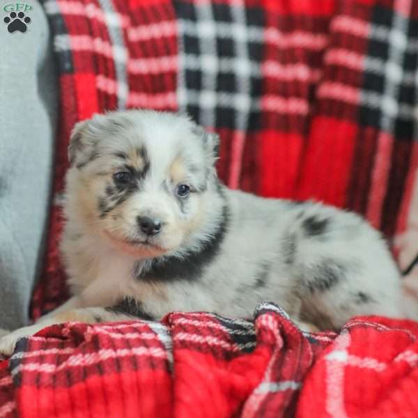 Lyla, Australian Shepherd Puppy