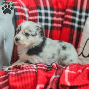 Lyla, Australian Shepherd Puppy