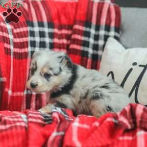 Lyla, Australian Shepherd Puppy