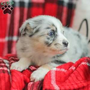 Lyla, Australian Shepherd Puppy