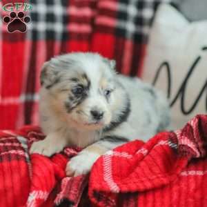 Lyla, Australian Shepherd Puppy