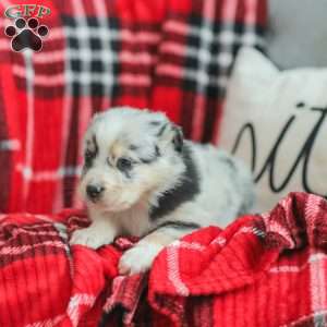 Lyla, Australian Shepherd Puppy