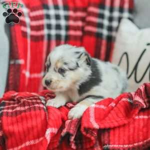 Lyla, Australian Shepherd Puppy