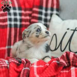 Lyla, Australian Shepherd Puppy