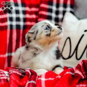 Lyla, Australian Shepherd Puppy