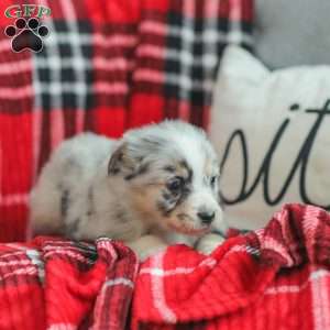 Lyla, Australian Shepherd Puppy