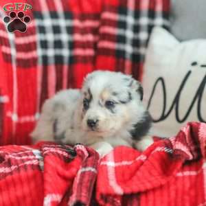 Lyla, Australian Shepherd Puppy