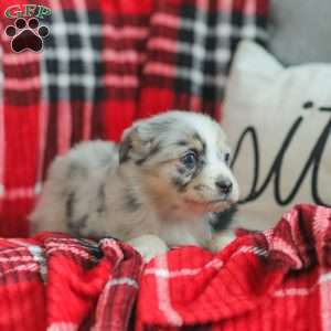 Lyla, Australian Shepherd Puppy