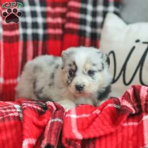 Lyla, Australian Shepherd Puppy