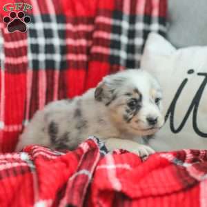 Lyla, Australian Shepherd Puppy