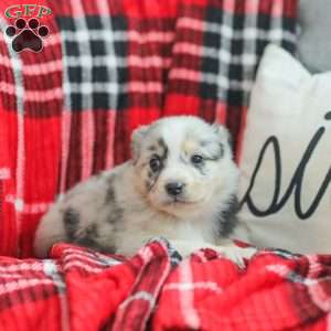 Lyla, Australian Shepherd Puppy