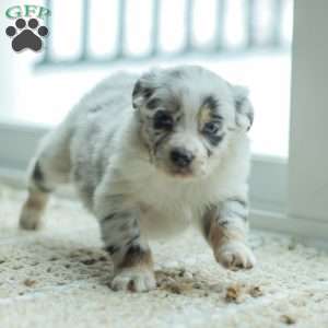 Layla, Australian Shepherd Puppy