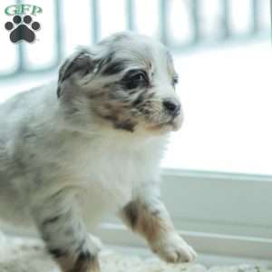 Layla, Australian Shepherd Puppy