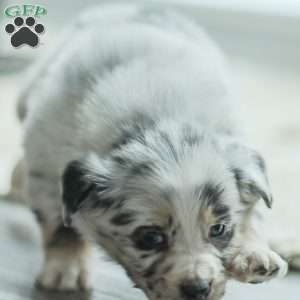 Layla, Australian Shepherd Puppy