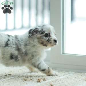 Layla, Australian Shepherd Puppy