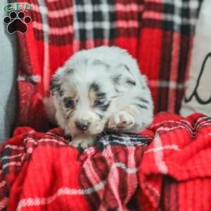 Layla, Australian Shepherd Puppy