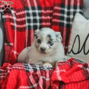 Layla, Australian Shepherd Puppy