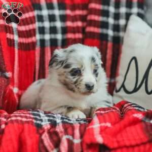 Layla, Australian Shepherd Puppy