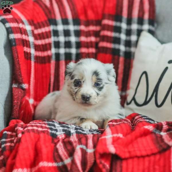 Layla, Australian Shepherd Puppy