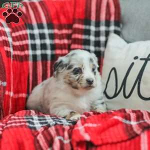 Layla, Australian Shepherd Puppy