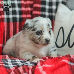 Layla, Australian Shepherd Puppy