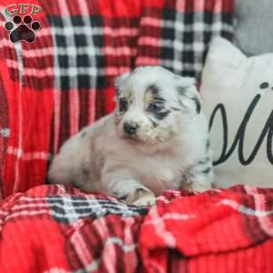 Layla, Australian Shepherd Puppy