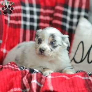 Layla, Australian Shepherd Puppy