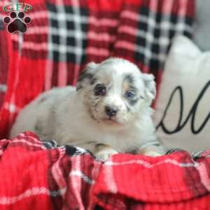 Layla, Australian Shepherd Puppy