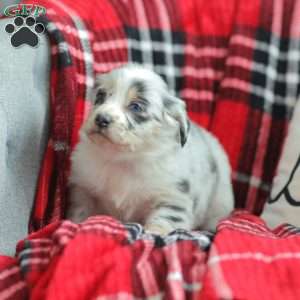 Layla, Australian Shepherd Puppy