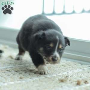 Ella, Australian Shepherd Puppy
