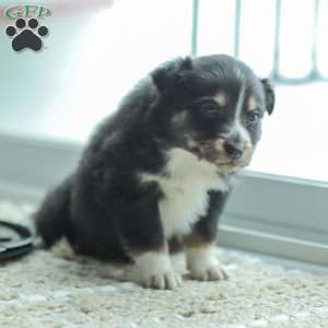 Ella, Australian Shepherd Puppy