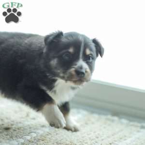 Ella, Australian Shepherd Puppy