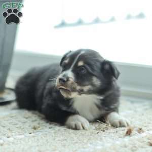 Ella, Australian Shepherd Puppy