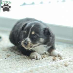 Ella, Australian Shepherd Puppy