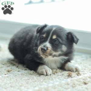 Ella, Australian Shepherd Puppy