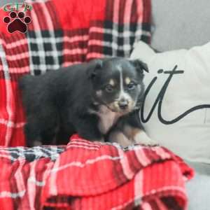 Ella, Australian Shepherd Puppy