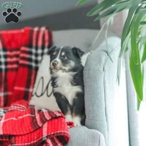 Ella, Australian Shepherd Puppy