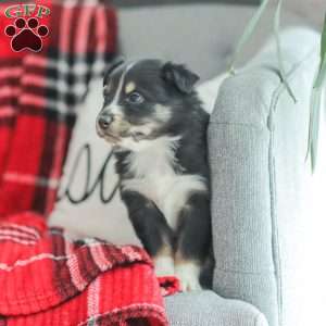 Ella, Australian Shepherd Puppy