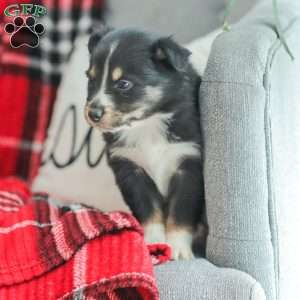 Ella, Australian Shepherd Puppy