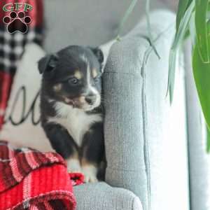 Ella, Australian Shepherd Puppy