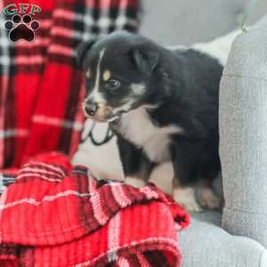 Ella, Australian Shepherd Puppy