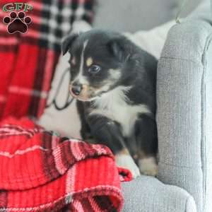 Ella, Australian Shepherd Puppy